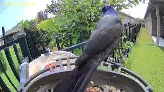 blue bird guarding 20240529 103644 594 016 P