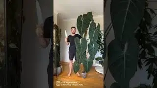 Philodendron &lsquo;glorious&rsquo; - check out my full chop & extend tutorial to learn more