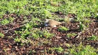 Killdeer at Novato Charter School