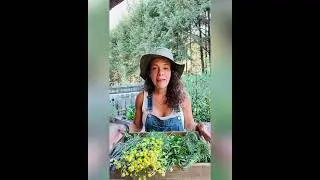 C&oacute;mo preparar una infusi&oacute;n correctamente?