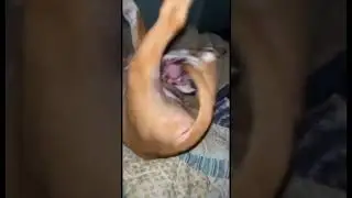 Boxer-Pit Mix Baby