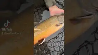 Big Beautiful Colored up Bull Trout in Alberta's Rocky Mountains