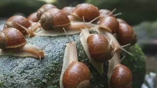 Snail Secrets REVEALED: How They Survive, Eat, and Reproduce (You Won't Believe #3!)