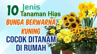 10 Jenis Tanaman Hias Bunga Warna Kuning Yang Cocok Ditanam Di Rumah