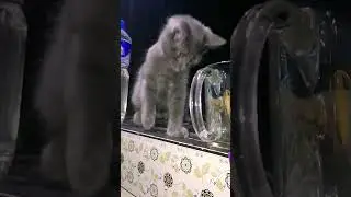 #purbaby #nalla #shortvideo