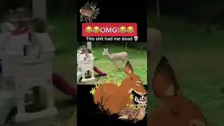 Clumsy doe!! #deer #whitetail #funnyvideos