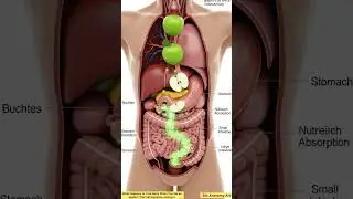 What happens to your body when you eat an Apple?(full digestive journey)|Bio Anatomy Art Gut Health