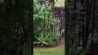 Useful Plant Aloe Vera #Shorts
