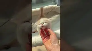 🔥可愛い子猫の瞬間｜Adorable Kitten Moments!🥰#cat #kitten #catvideos #cute #子猫 