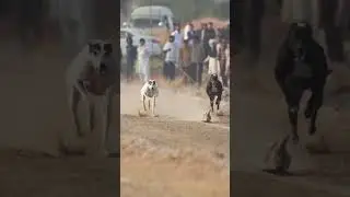 Greyhound Dori Track Race / Racing Dogs Speed in Pakistan / Best Dogs Competition Pakistan #doglover