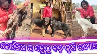 Black germanshepherd in Odisha//dogtraining  in Odisha//ବିଭିନ୍ନ ପ୍ରଜାତିର କୁକୁଡା 
