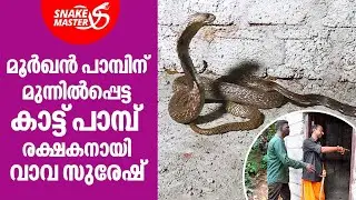 മൂർഖൻ പാമ്പും കാട്ട് പാമ്പും നേർക്കുനേർ | Vava Suresh | Snakemaster EP 886