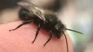 Mason Bee Release