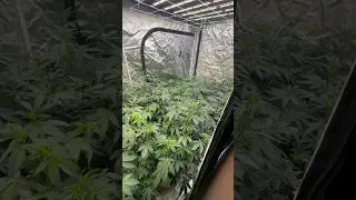 Finished up first 4x8 harvest&hellip; time to start again