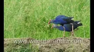Purple Swamphen is a large bird in the family Rallidae