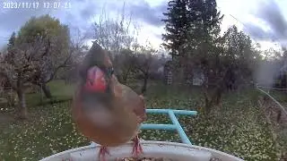 A female Northern Cardinal eating at a Netvue Birdfy Smart Bird Feeder.