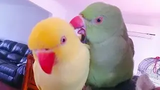 My Parrot story
