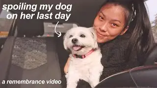 spoiling my dog for her last day here | in loving memory of Zoey ♡