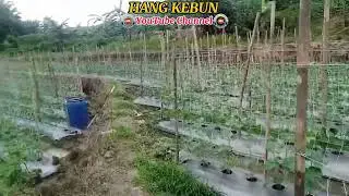 TANAMAN SAYUR MENTIMUN @hangkebun-ch