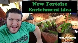 New Tortoise Enrichment Idea
