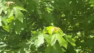 #birdattack# nature#