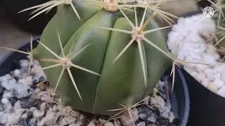 Diferenciando alguns Ferocactus!