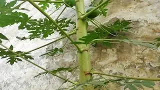 Papaya tree in my garden😍( Family:&nbsp;Caricaceae)