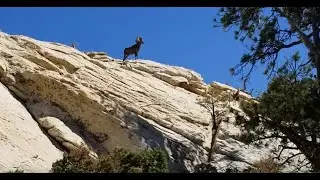 Red Rock Canyon Las Vegas: Hiking Mount Wilson From Lovell Canyon