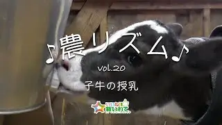子牛の授乳【農リズム】vol.20