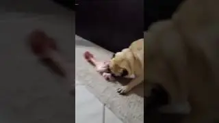 Aggressive pug