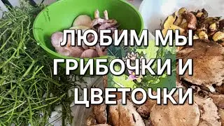 Любим мы грибочки и цветочки.Тихая охота#naturebeauty #прогулка #грибы 