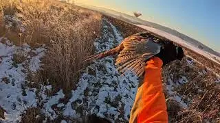 Beautiful cold snowy December pheasant hunt with Macy and my Caesar Guerini at Pheasant Valley!