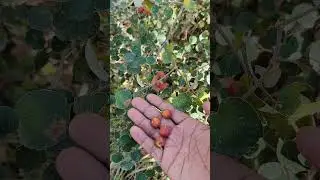 Indian jujube #amazing #farming #jujube #villagelife #desi #home