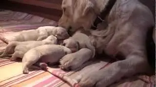 Newborn English Golden Retriever Puppies 1 Day Old!
