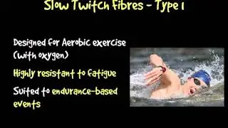 AS PE A+P Muscle Fibres