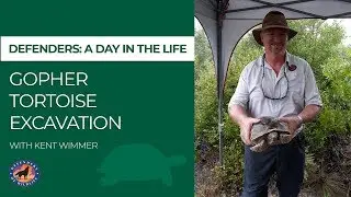 Defenders: Day in the Life - Gopher Tortoise Excavation