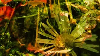 Wonderful Relaxing Music, Nature Instrumental Music -October-
