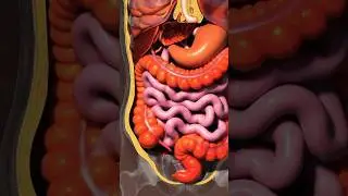 Ешьте это, чтобы улучшить здоровье кишечника 🧠🦠 #здоровьекишечника #пищеварение #здороваяпища #ко...