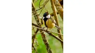 Great Titmouse #titmouse #bird #titmice #shorts