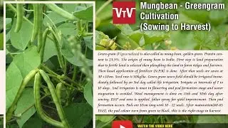 Mungbean- Greengram cultivation