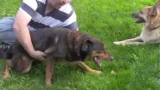 Luna - Pallative Care Foster for East Coast German Shepherd Rescue