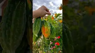 Orange Bitter Gourds - Red Coating Seeds #growyourownfood #gardening #harvest #vegetables #mygarden