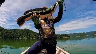 Temenggor Royal Belum Snakehead Toman Sebarau Hampala Barb Malaysia Fishing Trip