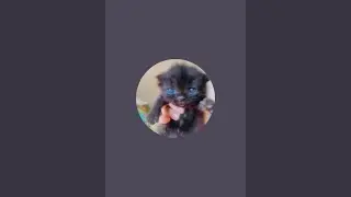Cute Persian Cats & Kittens 🐾 is live