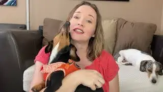 10-секундная шлейка - шлейка Puppia для миниатюрной таксы