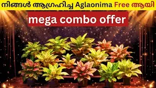 Combo offer Aglaonema free plants 🎊 Yeryusu jennath 