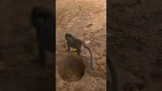 #Гамадрил#Ники#Луна  Принимают заказы на оформление очков, любых🤣