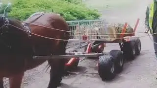 Lyndwood Horse Logging