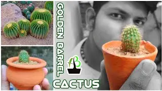 how to grow golden barrel cactus detail video in Hindi 🌵🌵🌵🌵🌵🌵