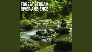Forest Stream River Ambience